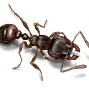 Pavement Ant