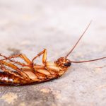 10 Crazy Facts About Cockroaches