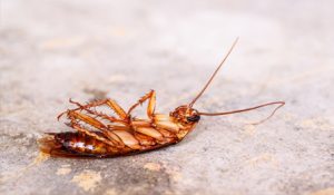 cockroach