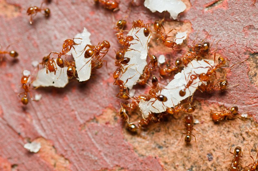 How To Get Rid Of Carpenter Ants 4 Simple Steps Youtube