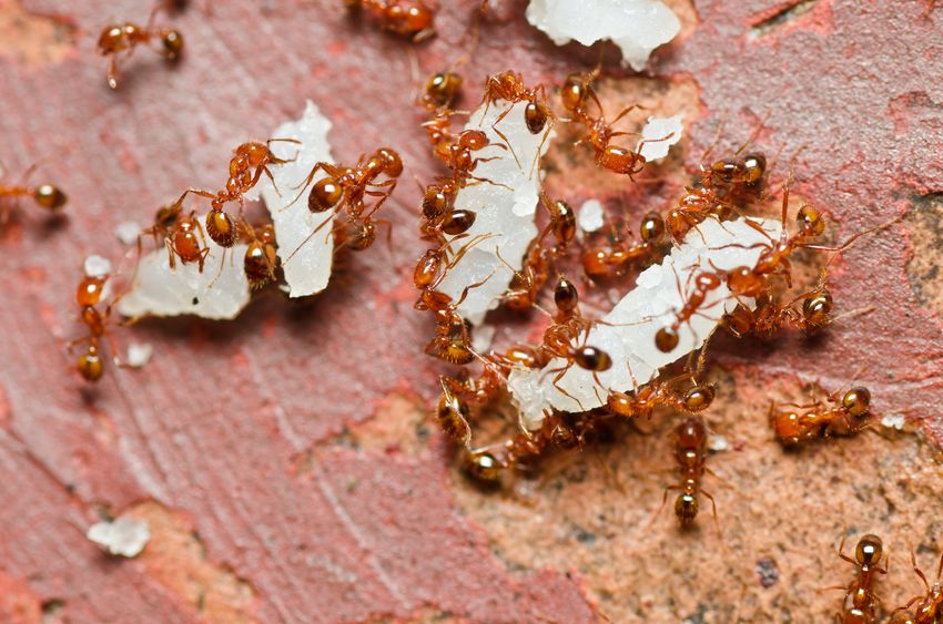 5 Home Remes To Get Rid Of Fire Ants