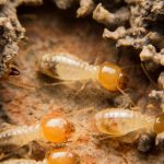 termites