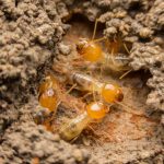 Prevent termites with these five tips!