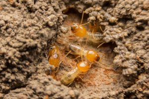 Prevent termites with these five tips!