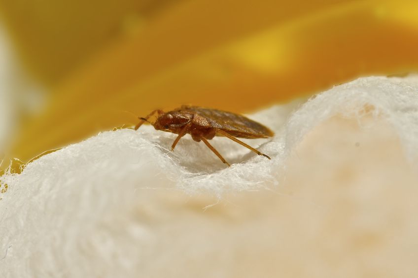 Bed Bug Infestation Treatment