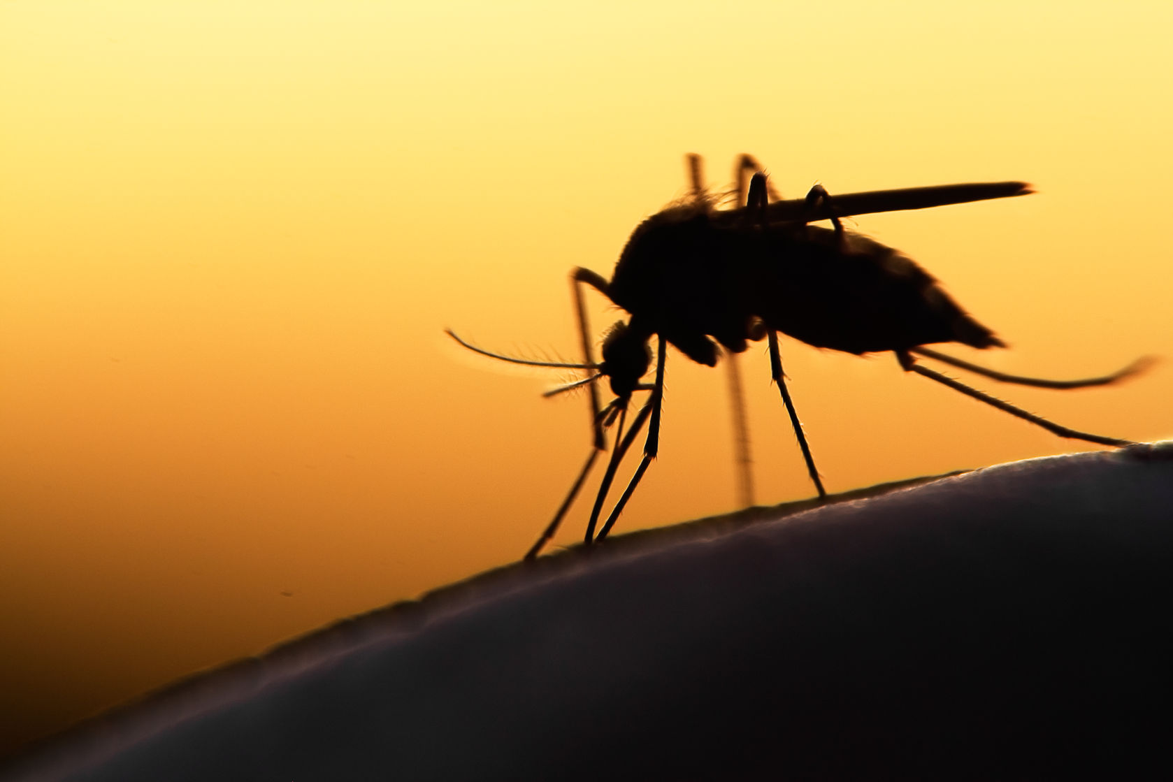 Natural ways to get shop rid of mosquitoes