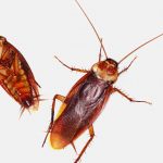 5 Simple Ways to Help Get Rid of Roaches