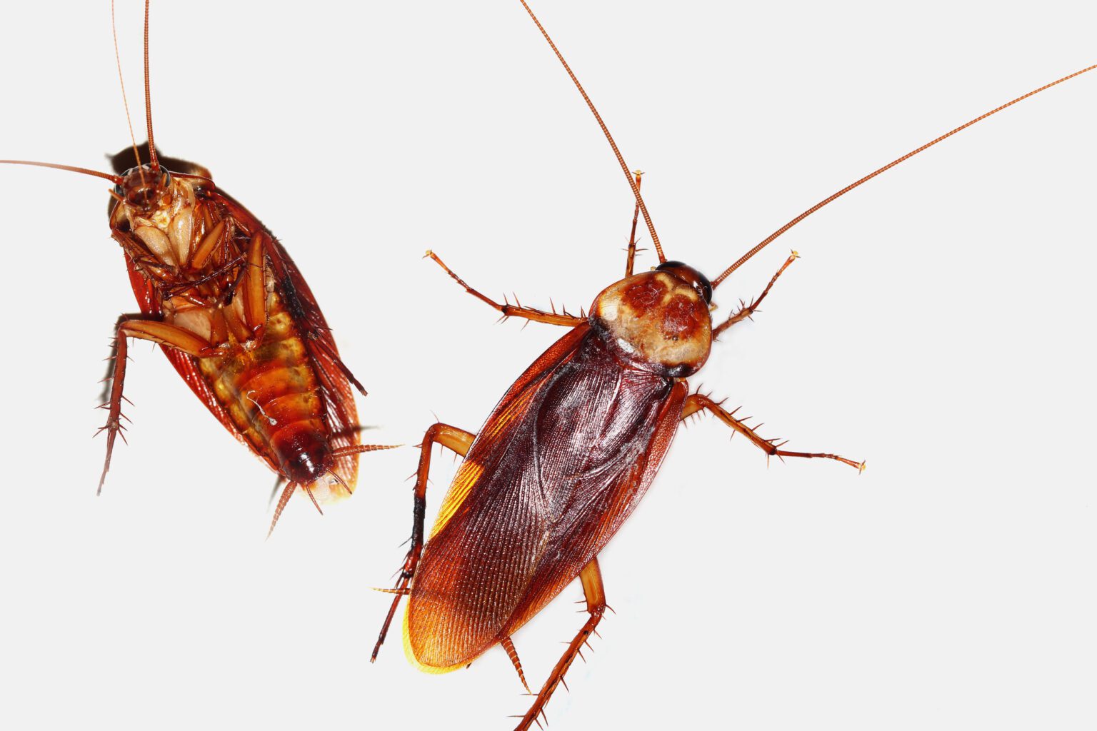 5 Home Remedies To Get Rid Of Fire Ants - Premier Termite & Pest Control