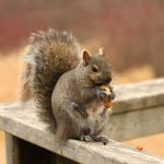 Here’s How to Get Squirrels Out of Your Attic