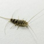 What Are Silverfish & Why Are They Bad?