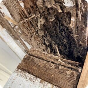 Rodent Control 2 Damage Wood 1