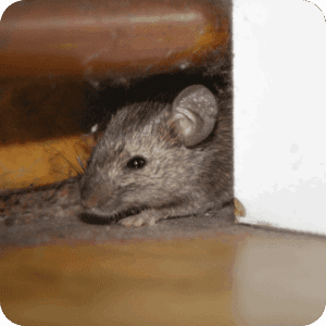 Rodent Control 4 Grease Marks and Stains