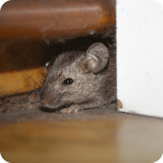 Rodent Control 4 Grease Marks and Stains