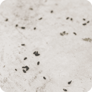Rodent Control 1 Rodent Droppings