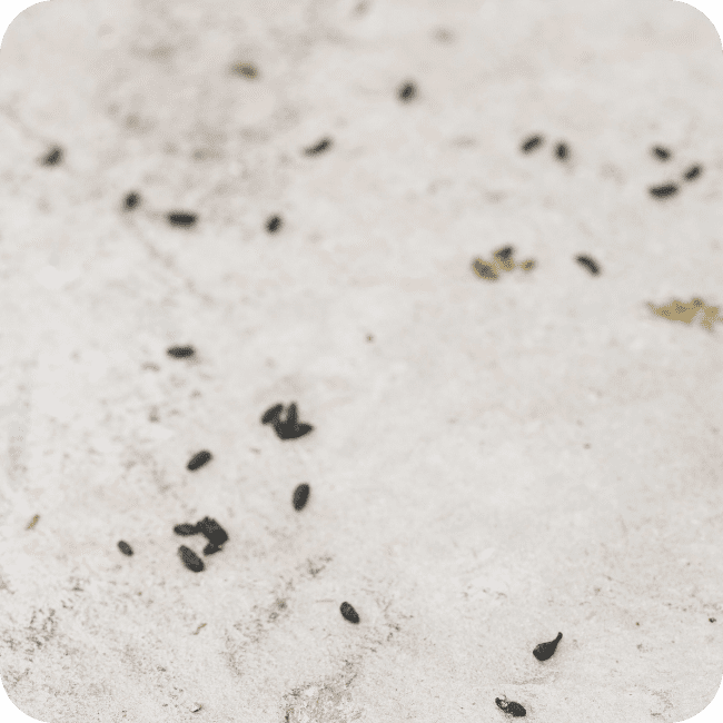 Rodent Control 1 Rodent Droppings