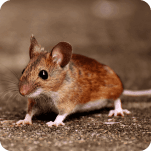 Rodent Control 3 Rodent Noises