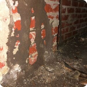 Termite Control 1 Termite Mud Tubes